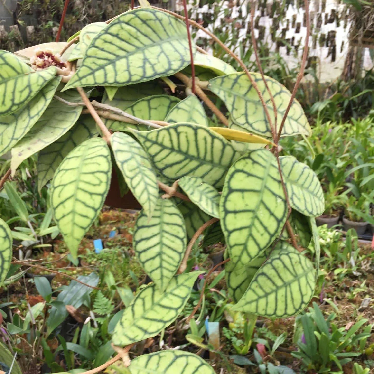 Hoya callistophylla 大森食虫植物農園