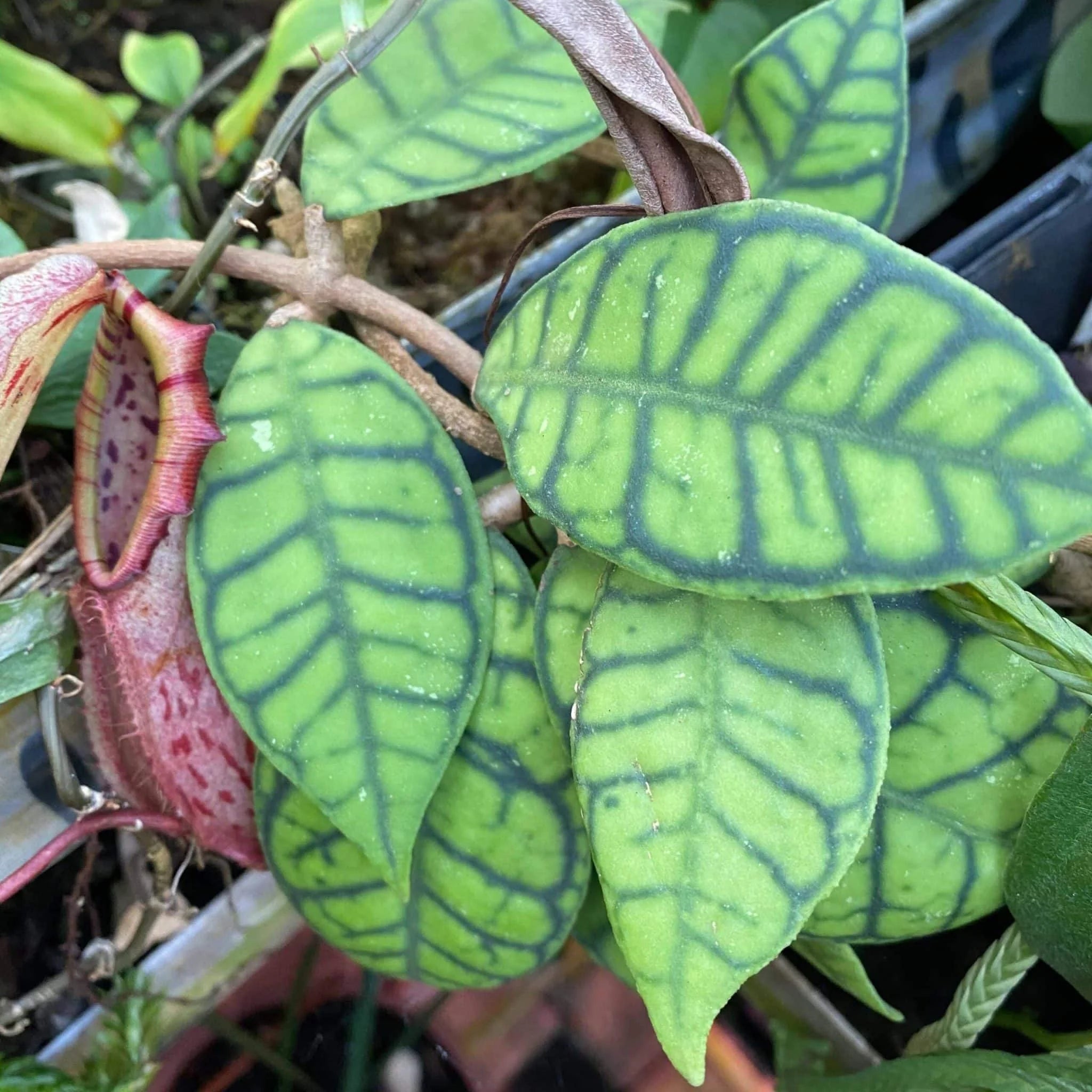 Hoya callistophylla 大森食虫植物農園