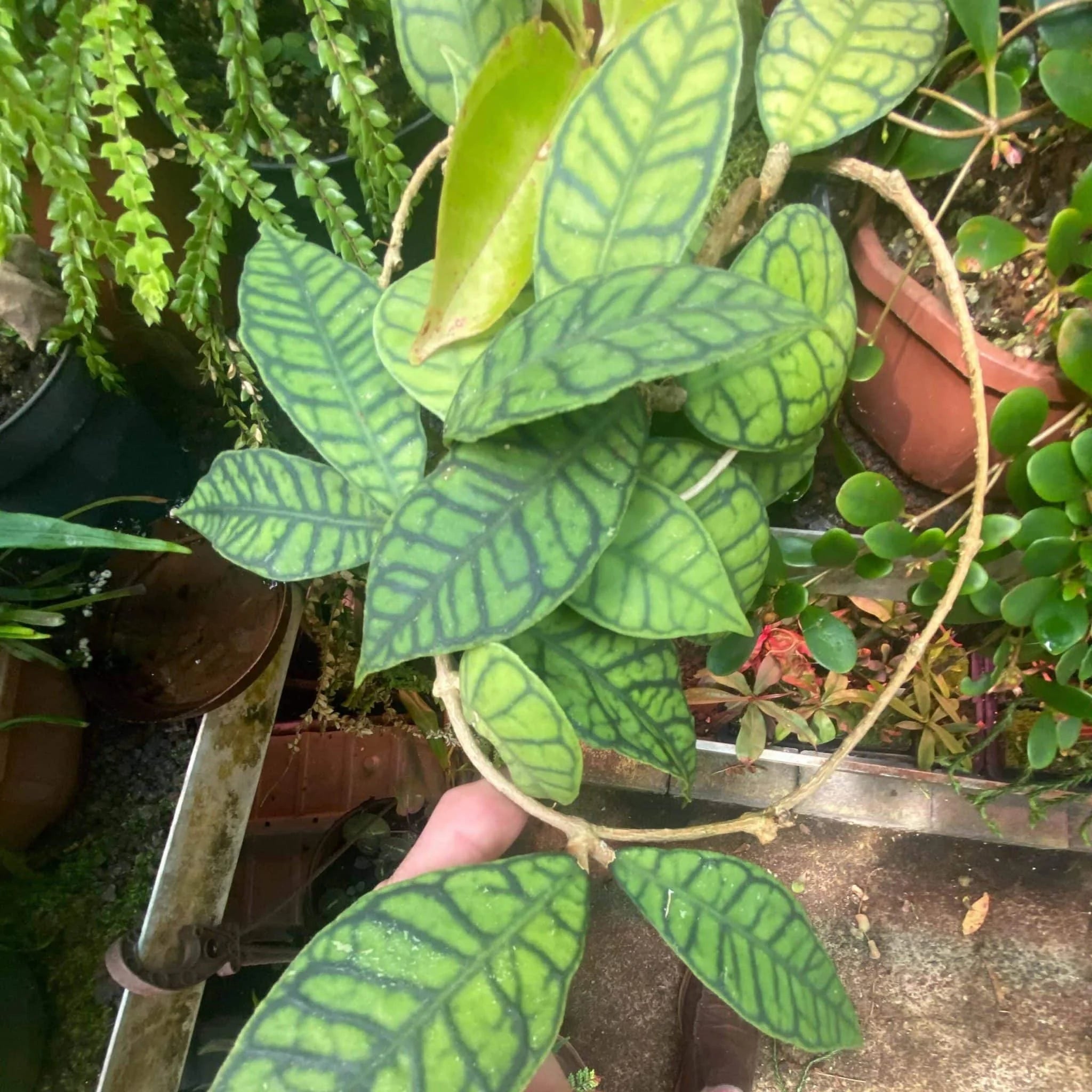 Hoya callistophylla 大森食虫植物農園