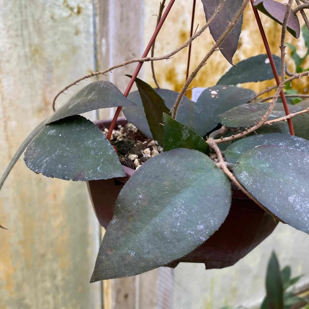 Hoya caudata, Sumatra 大森食虫植物農園