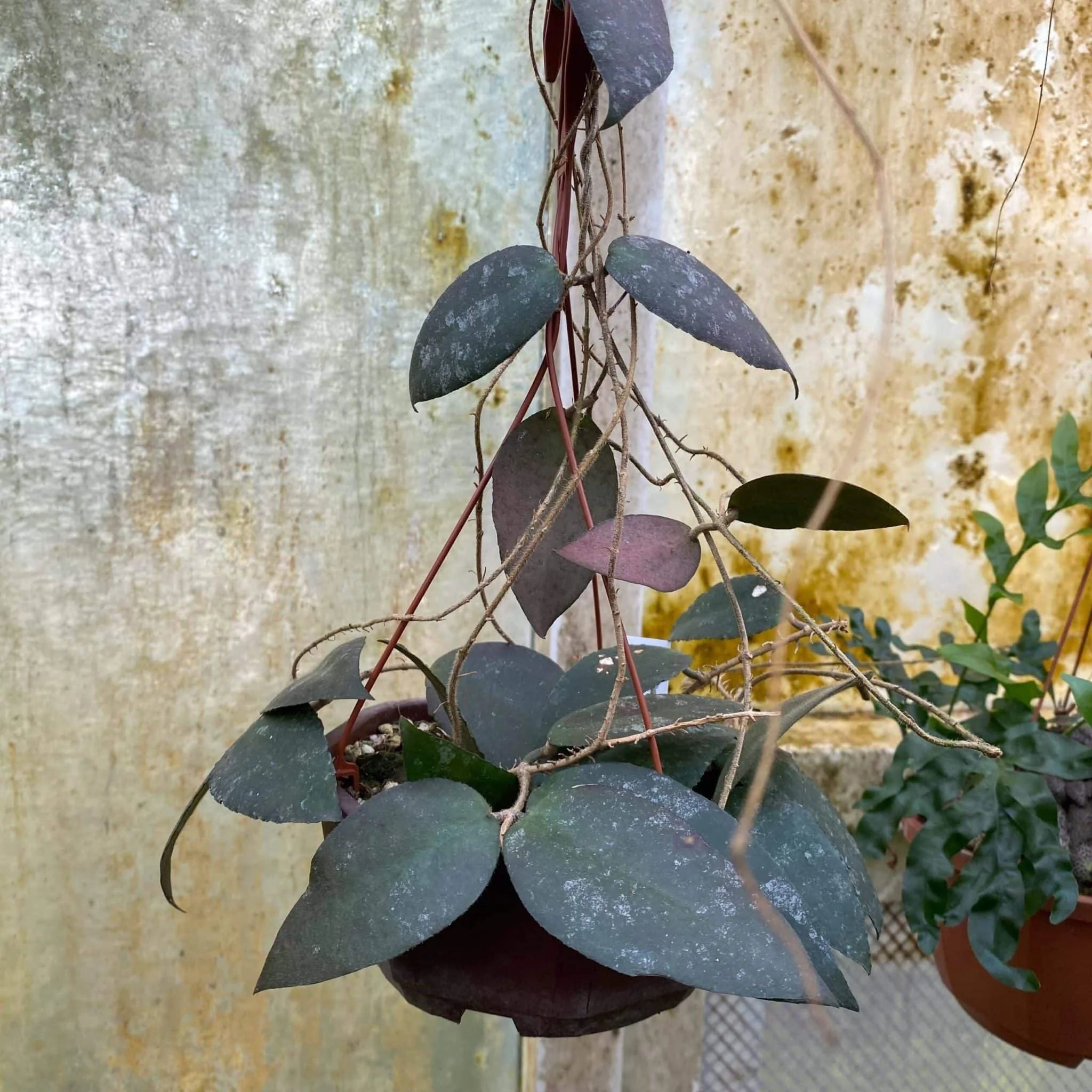 Hoya caudata, Sumatra 大森食虫植物農園