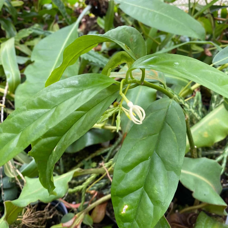Hoya deciculpae 大森食虫植物農園