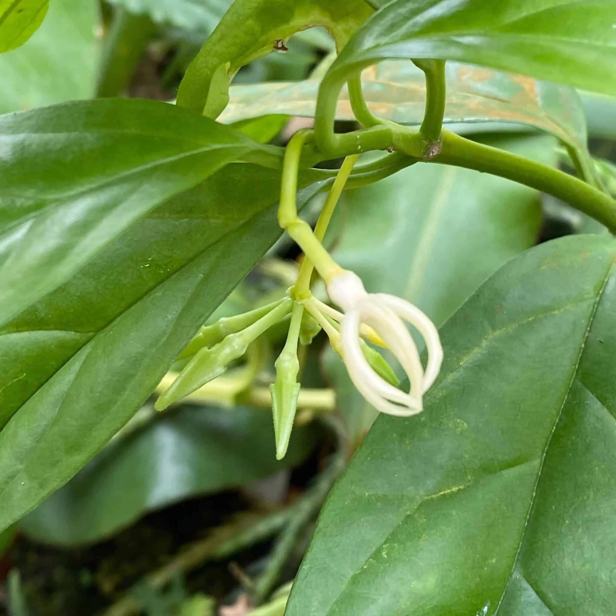 Hoya deciculpae 大森食虫植物農園