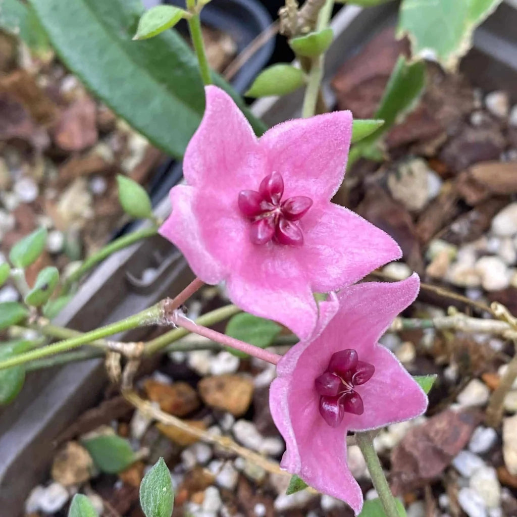 Hoya dennisii 大森食虫植物農園