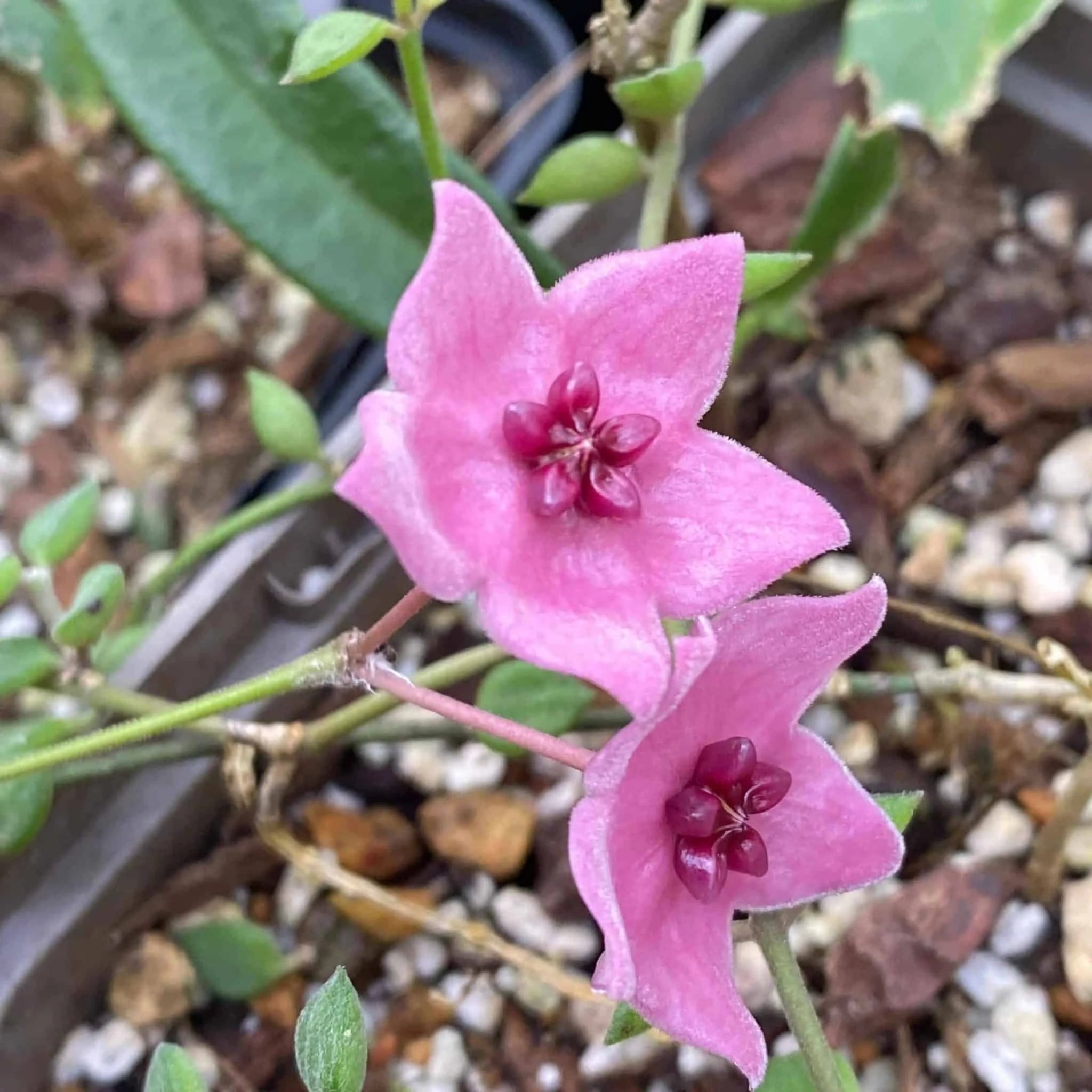 Hoya dennisii 大森食虫植物農園