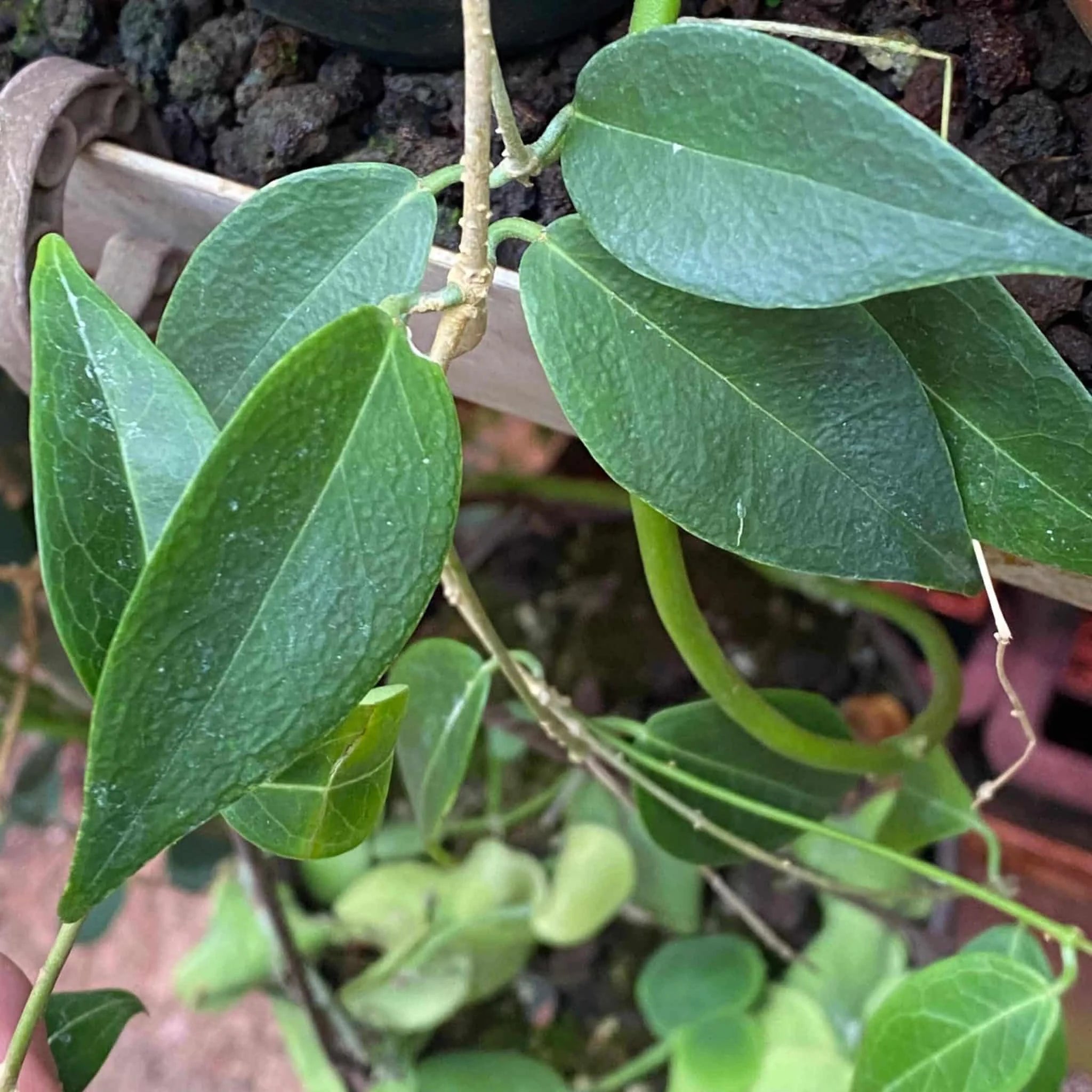 Hoya dennisii 大森食虫植物農園