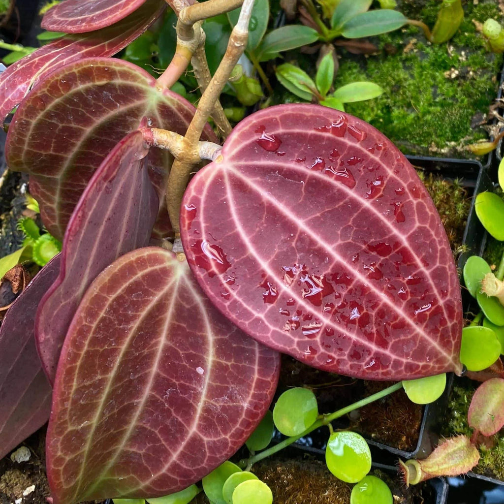 Hoya macrophylla 大森食虫植物農園