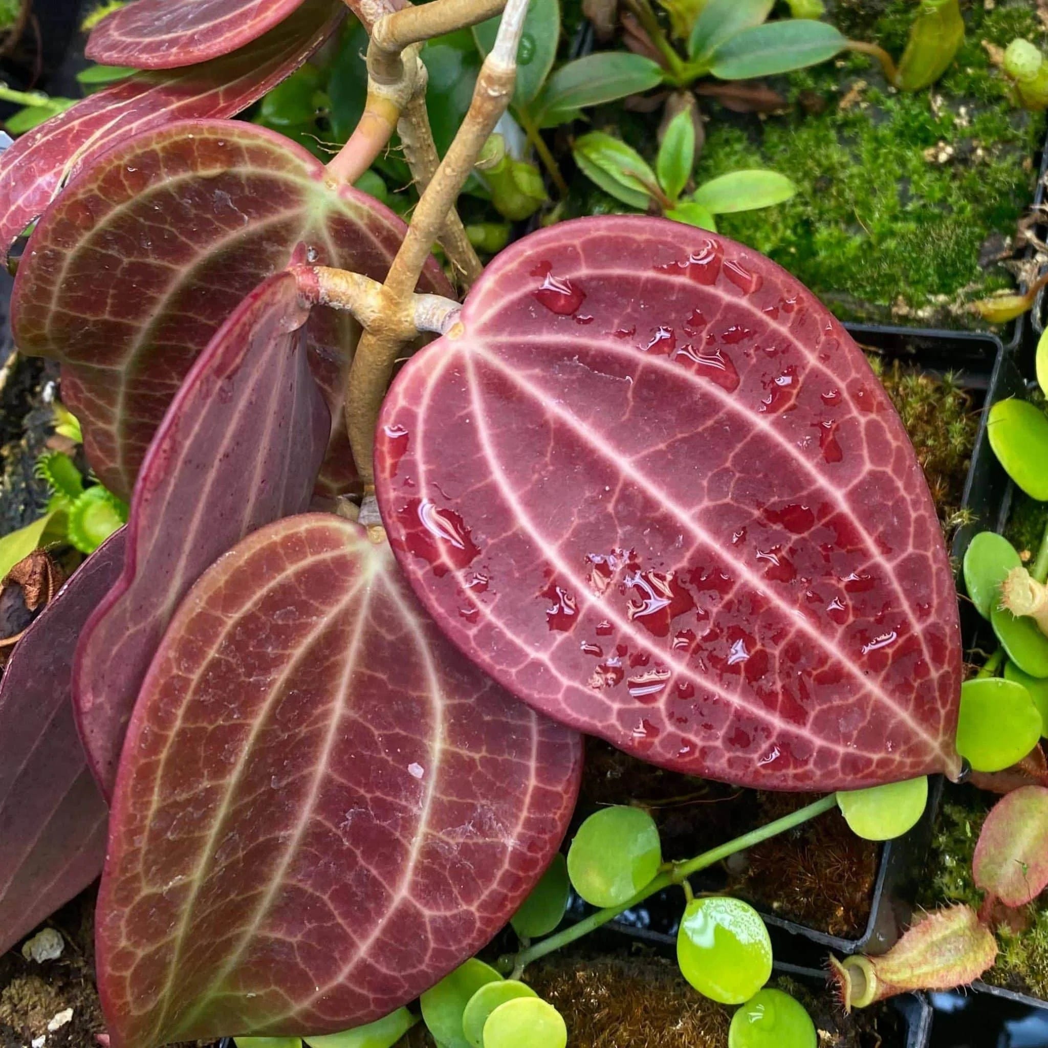 Hoya macrophylla 大森食虫植物農園