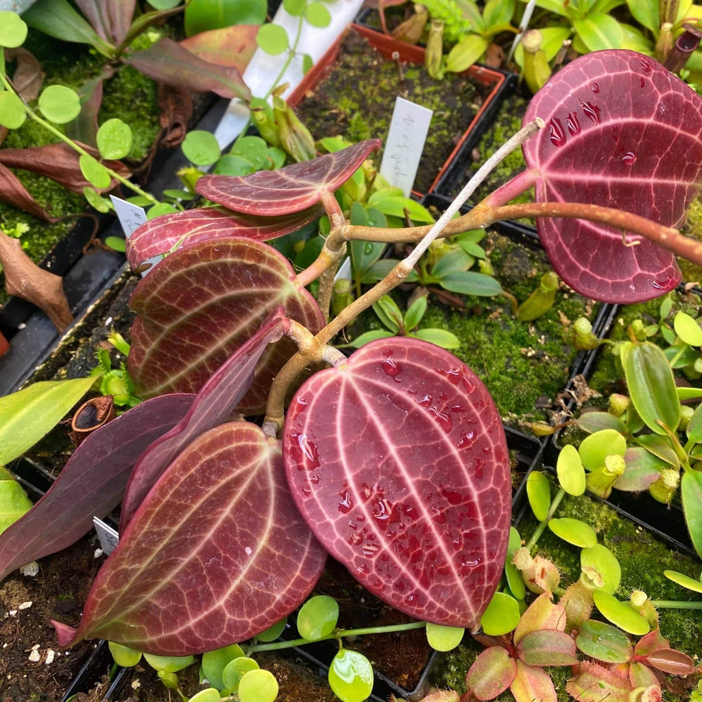 Hoya macrophylla 大森食虫植物農園