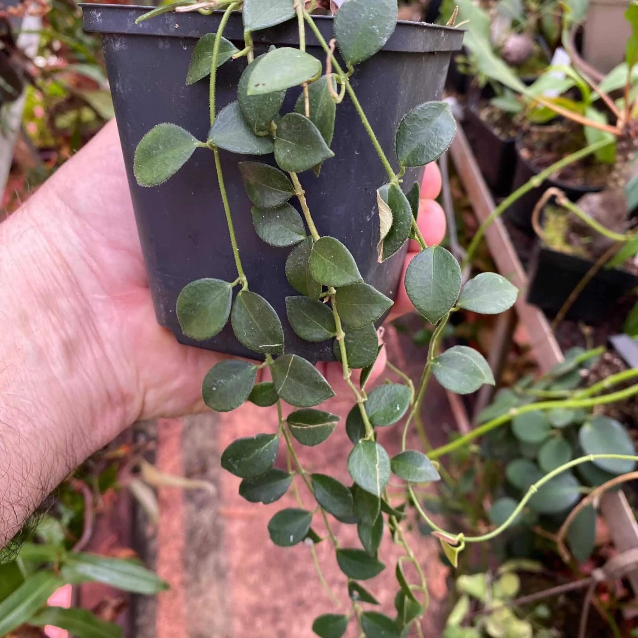 Hoya minutiflora 大森食虫植物農園