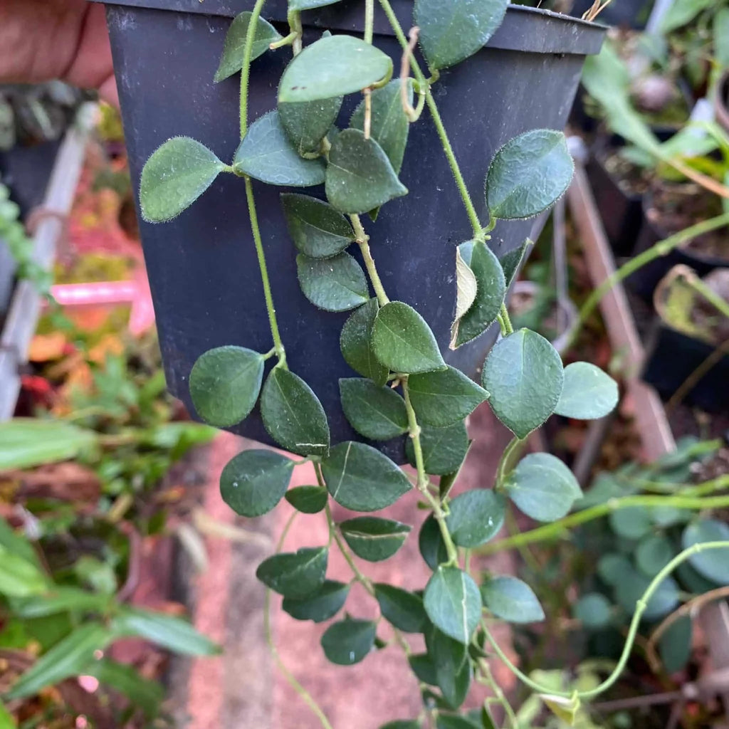 Hoya minutiflora 大森食虫植物農園