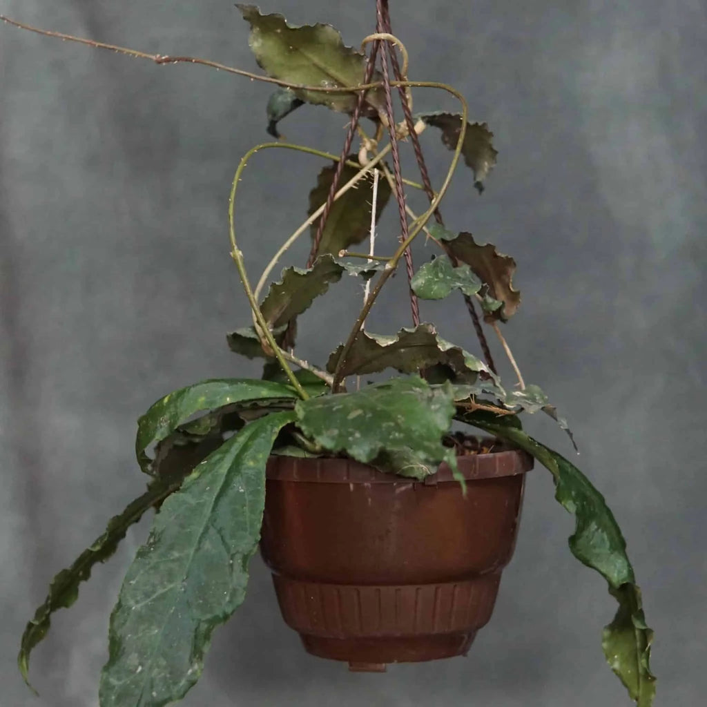 Hoya undulata 大森食虫植物農園