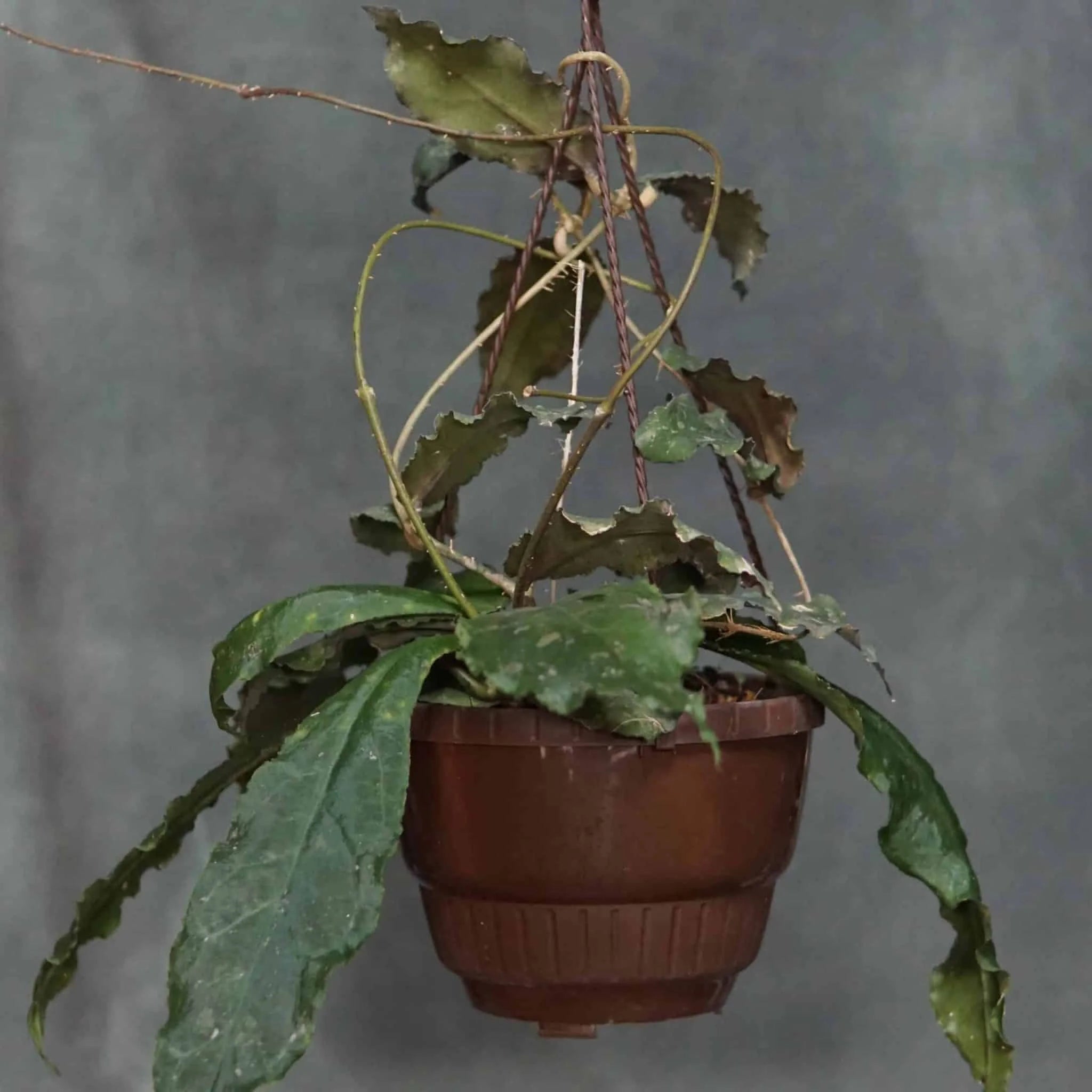 Hoya undulata 大森食虫植物農園