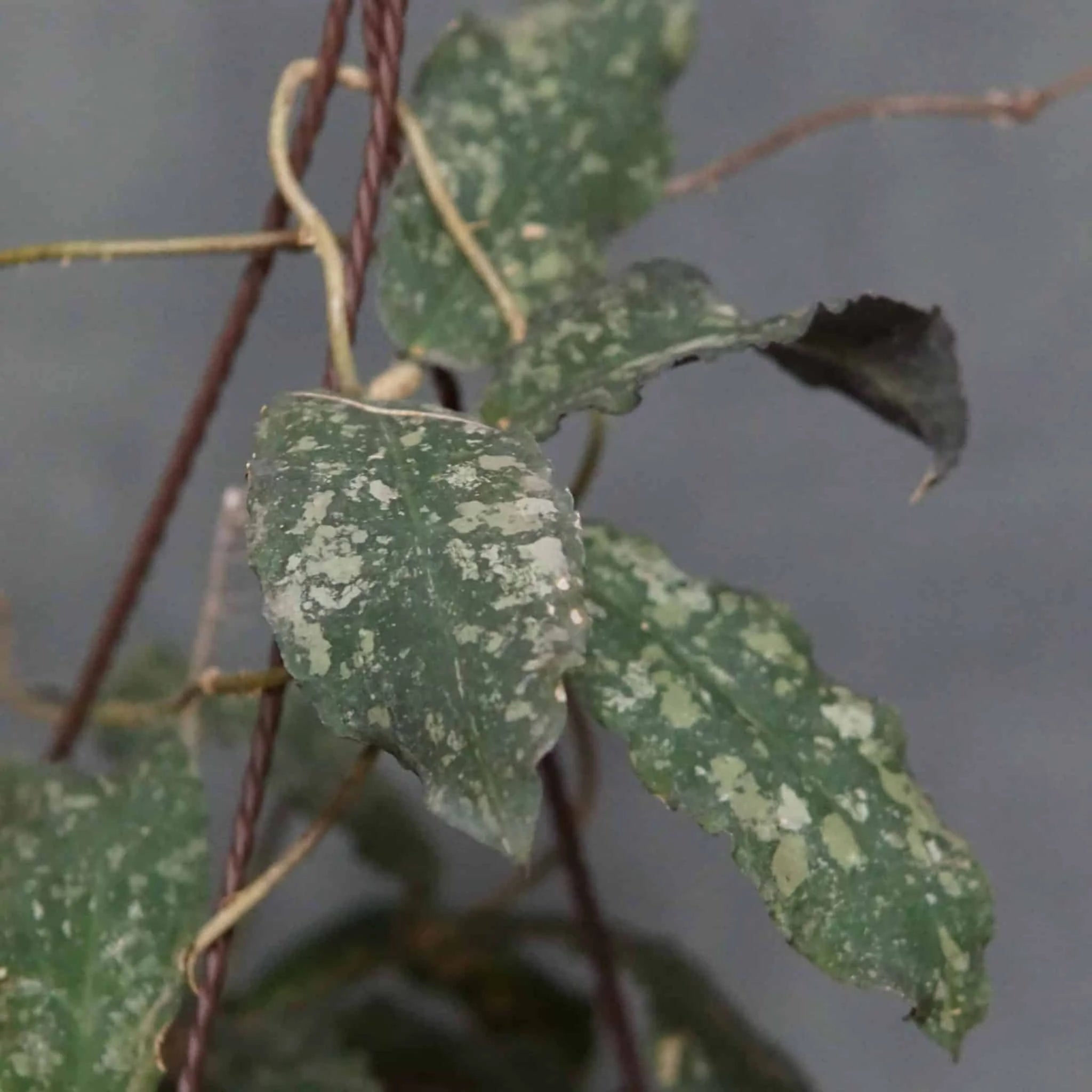 Hoya undulata 大森食虫植物農園