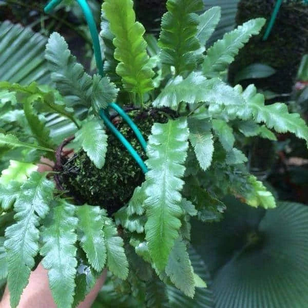 Humata angustata 大森食虫植物農園