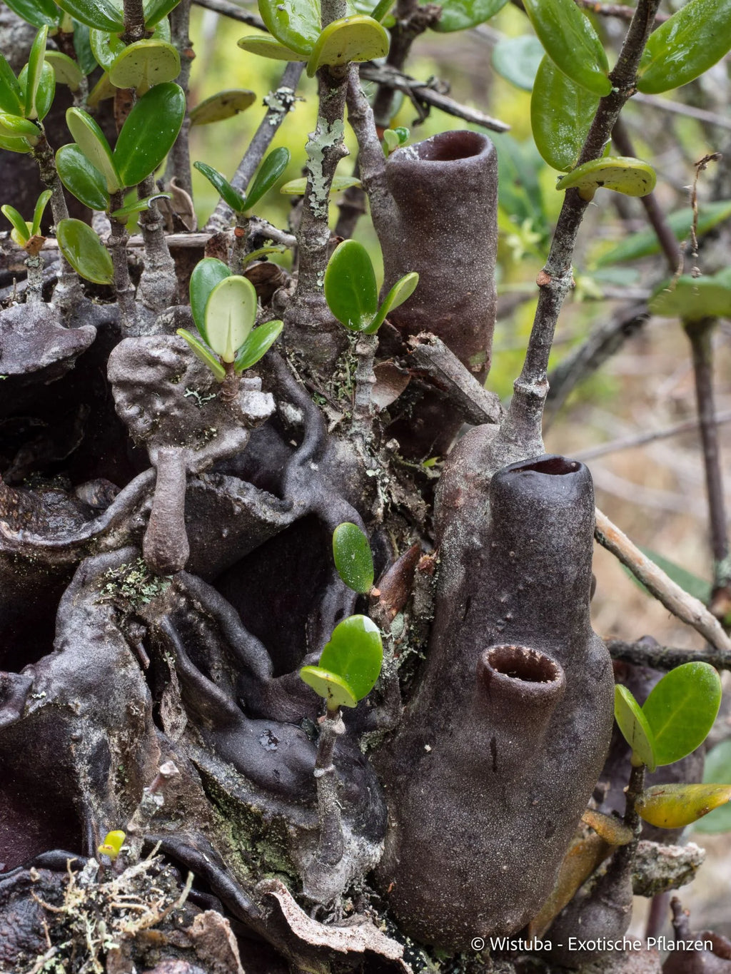 Hydnophytum caminiferum (Anggi Lakes, Irian Jaya) 大森食虫植物農園