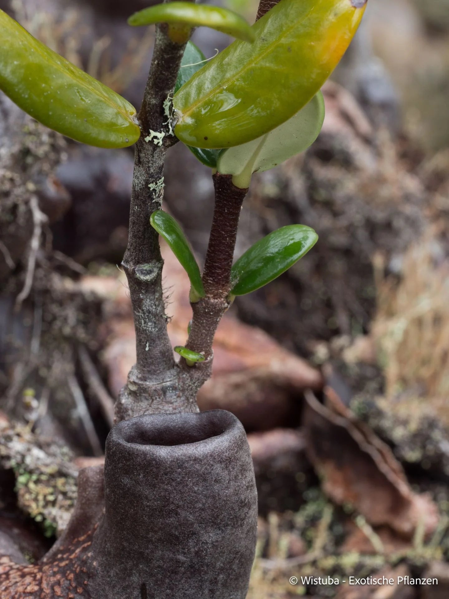 Hydnophytum caminiferum (Anggi Lakes, Irian Jaya) 大森食虫植物農園
