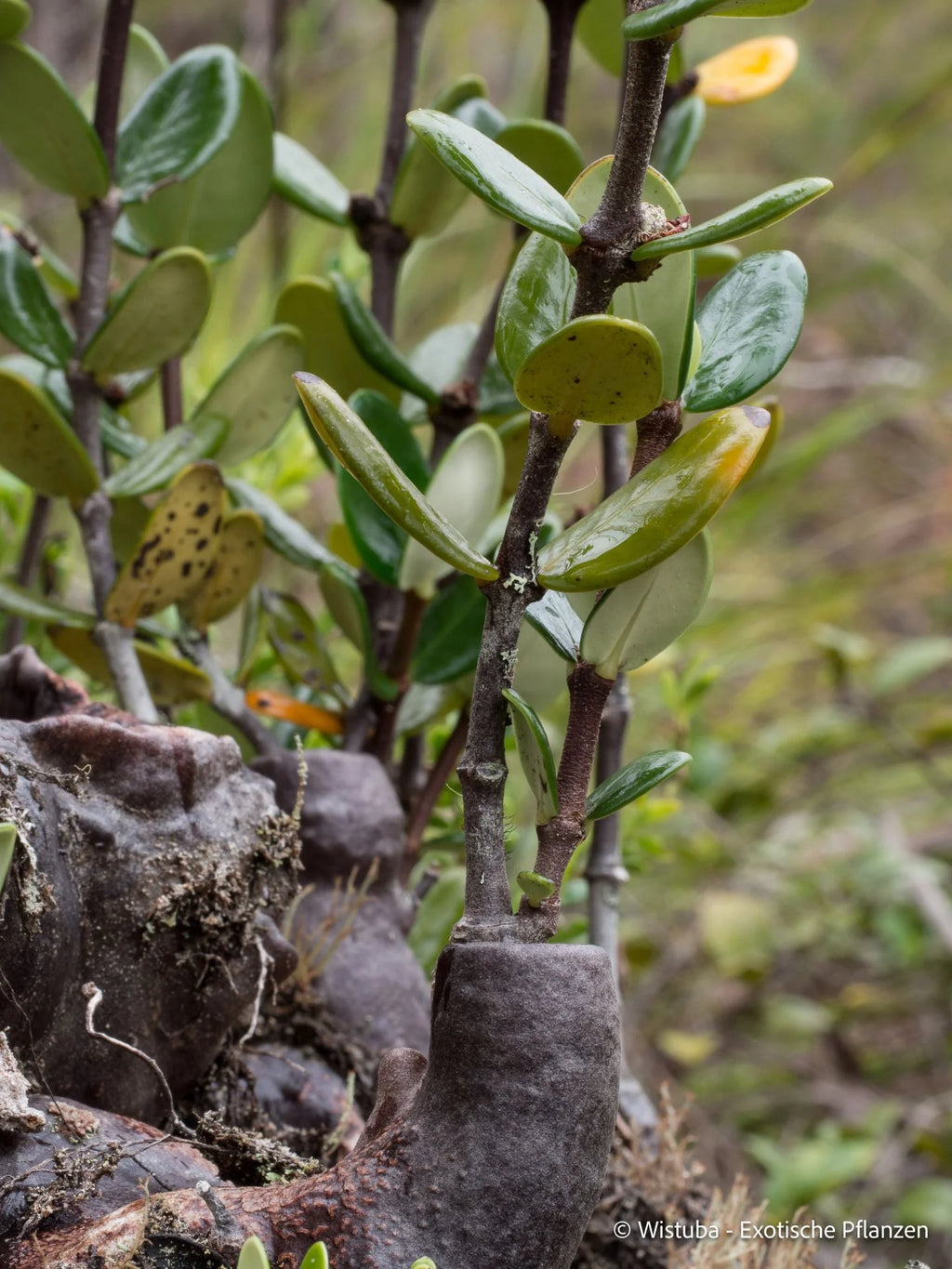 Hydnophytum caminiferum (Anggi Lakes, Irian Jaya) 大森食虫植物農園