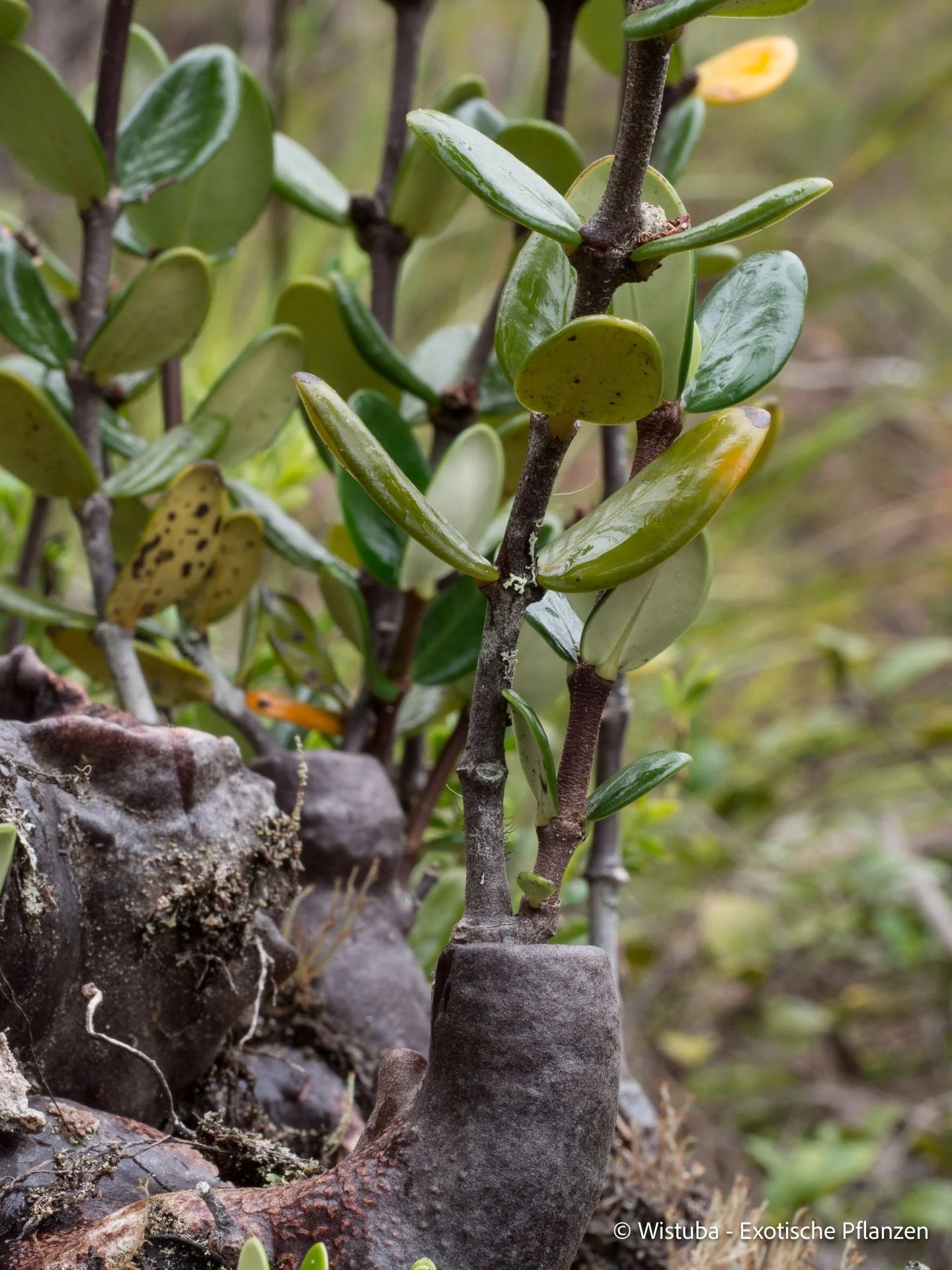 Hydnophytum caminiferum (Anggi Lakes, Irian Jaya) 大森食虫植物農園