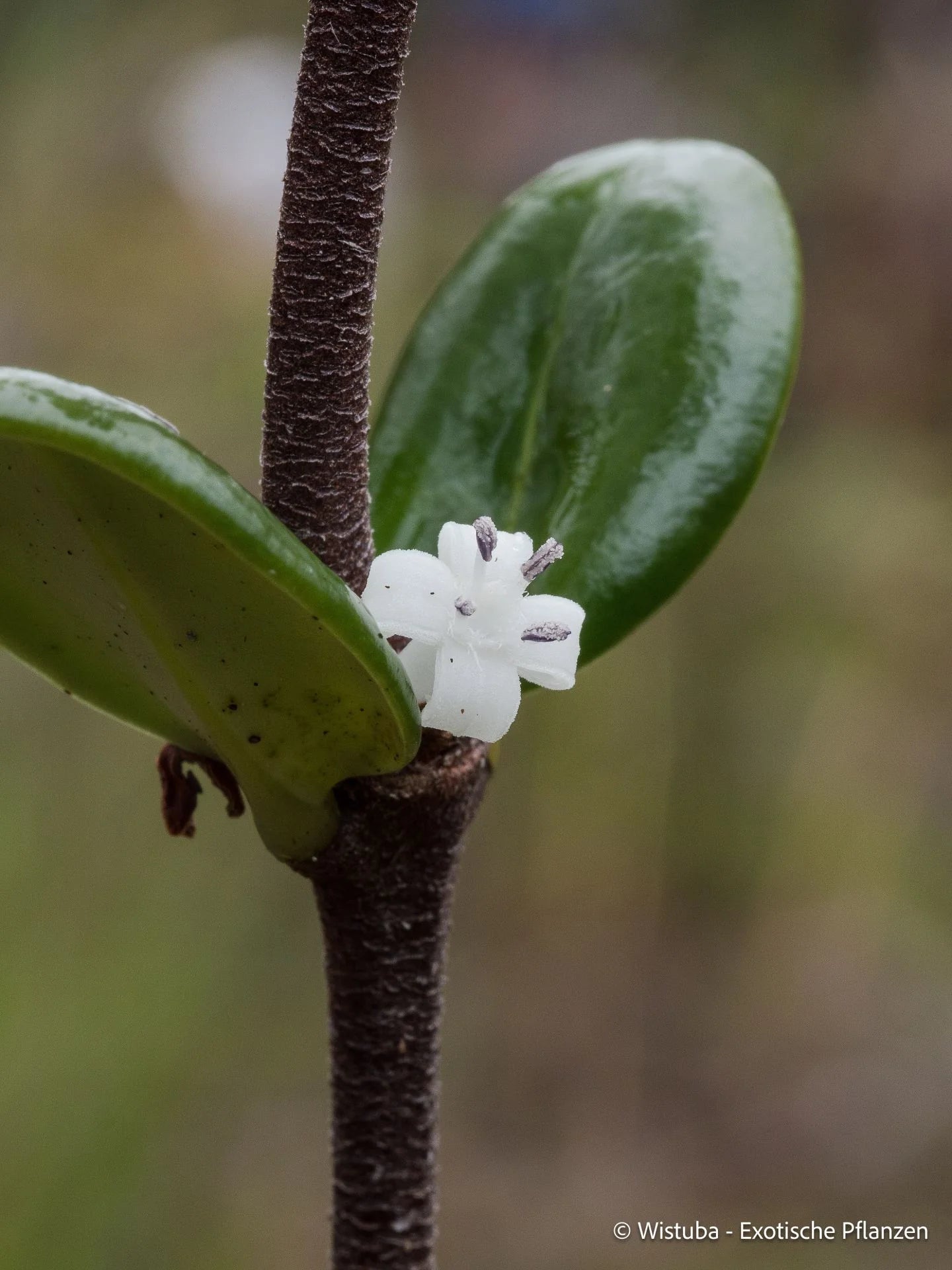 Hydnophytum caminiferum (Anggi Lakes, Irian Jaya) 大森食虫植物農園