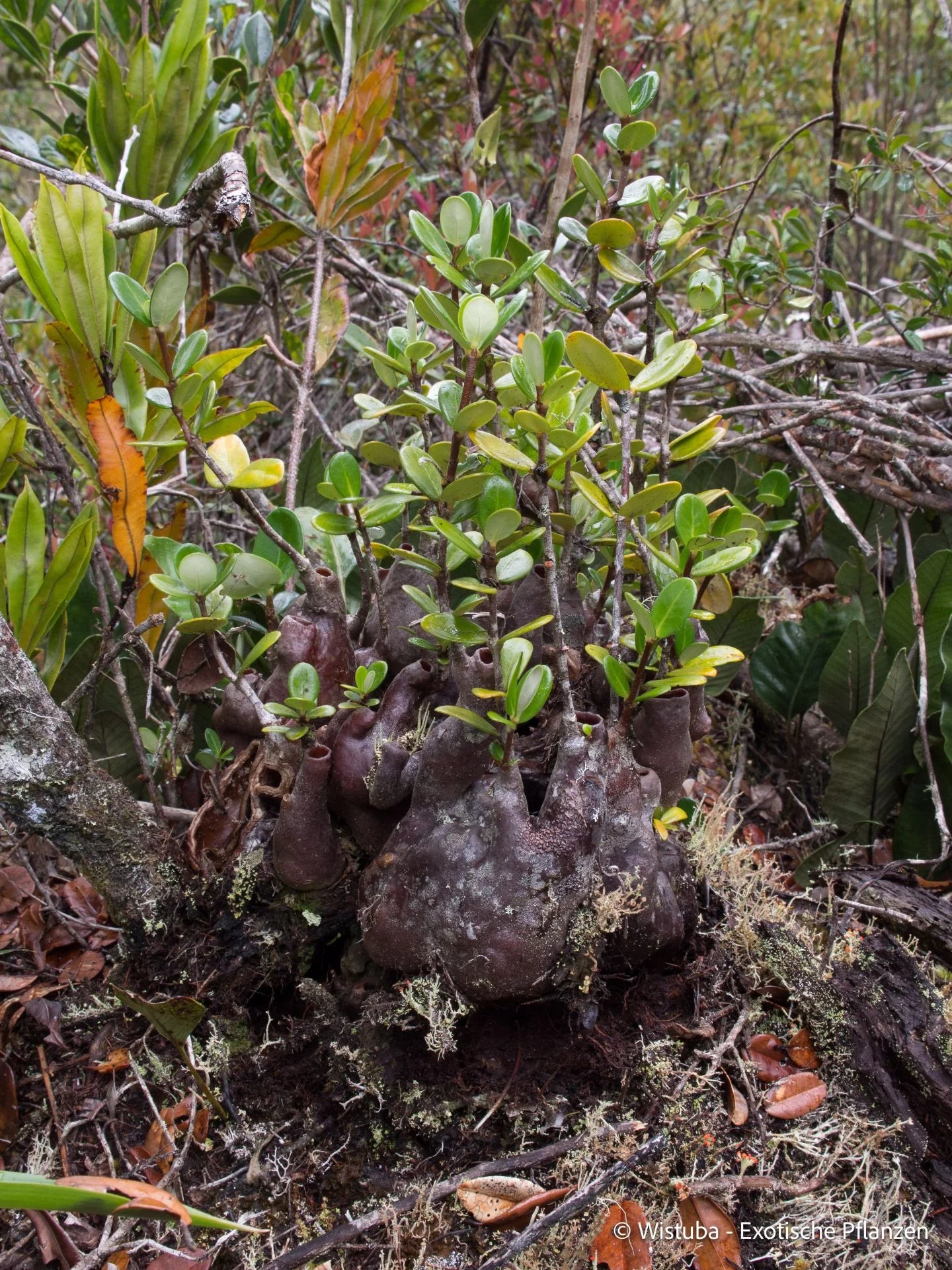 Hydnophytum caminiferum (Anggi Lakes, Irian Jaya) 大森食虫植物農園