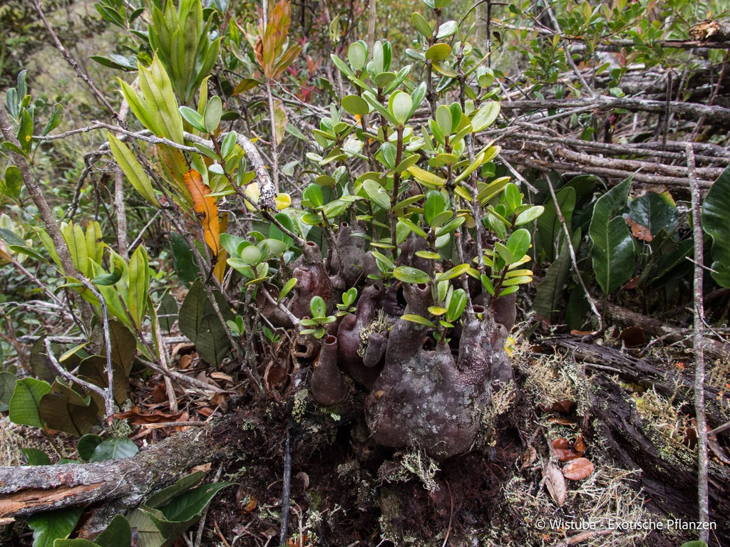 Hydnophytum caminiferum (Anggi Lakes, Irian Jaya) 大森食虫植物農園