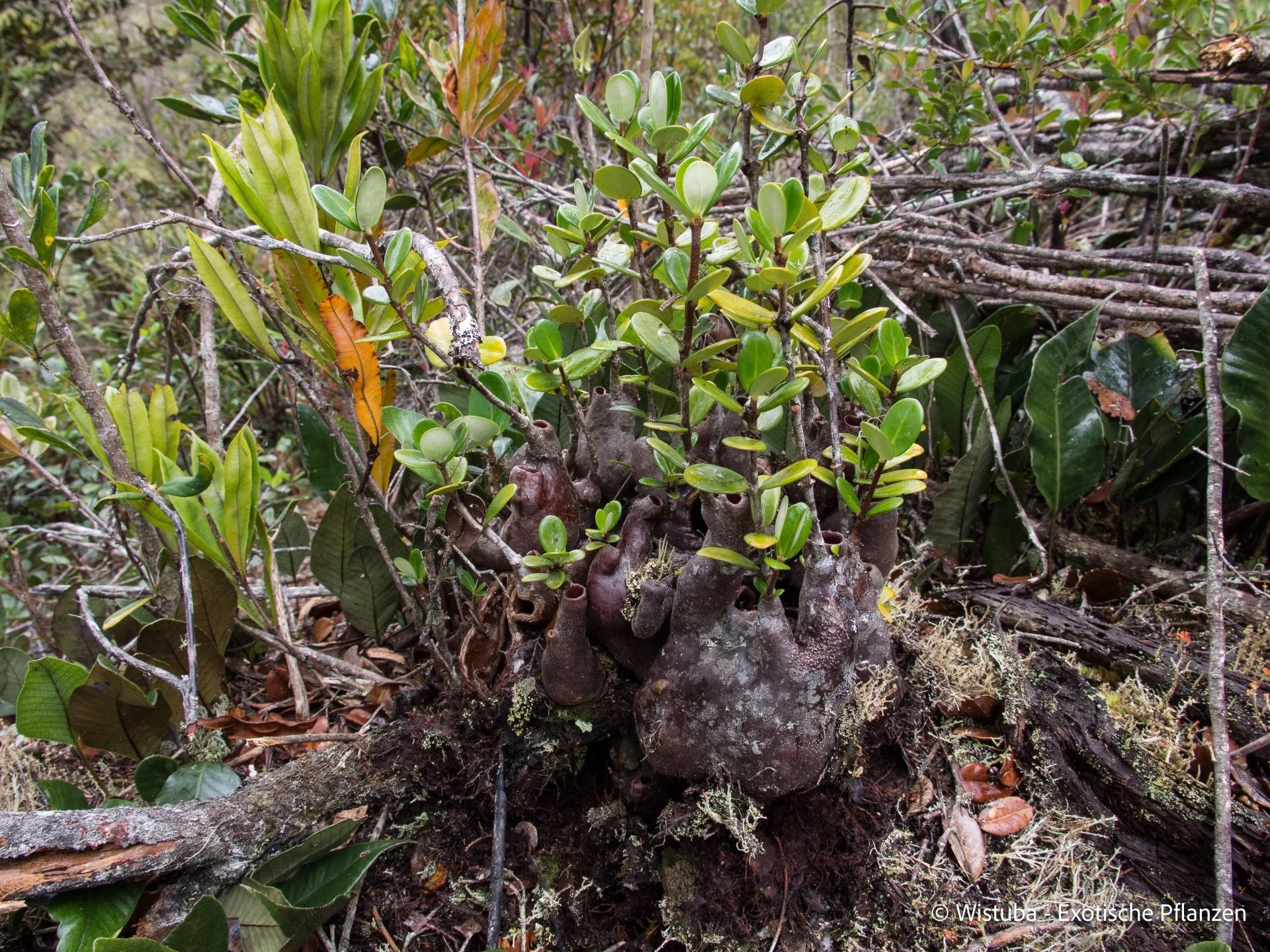 Hydnophytum caminiferum (Anggi Lakes, Irian Jaya) 大森食虫植物農園