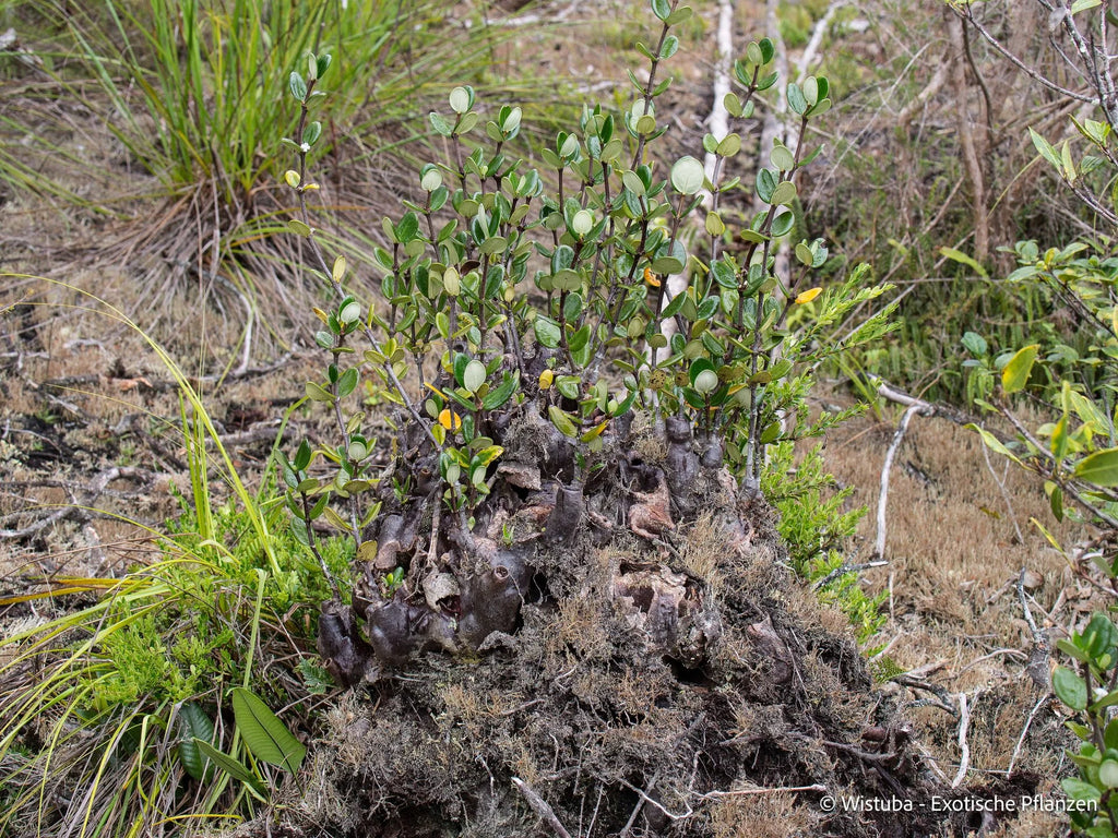 Hydnophytum caminiferum (Anggi Lakes, Irian Jaya) 大森食虫植物農園