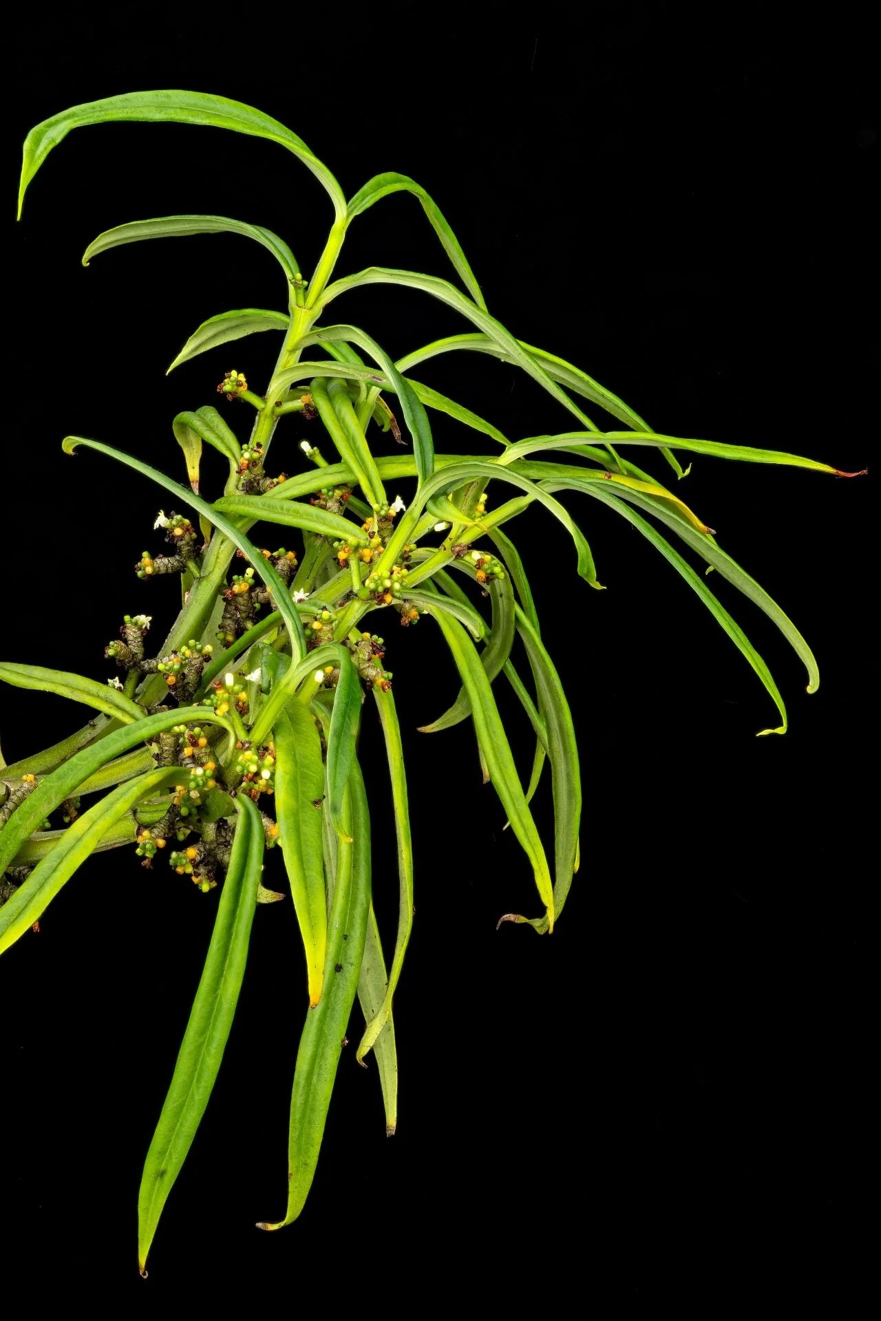 Hydnophytum cf. albertisii (road to Lake Kutubu, PNG) 大森食虫植物農園