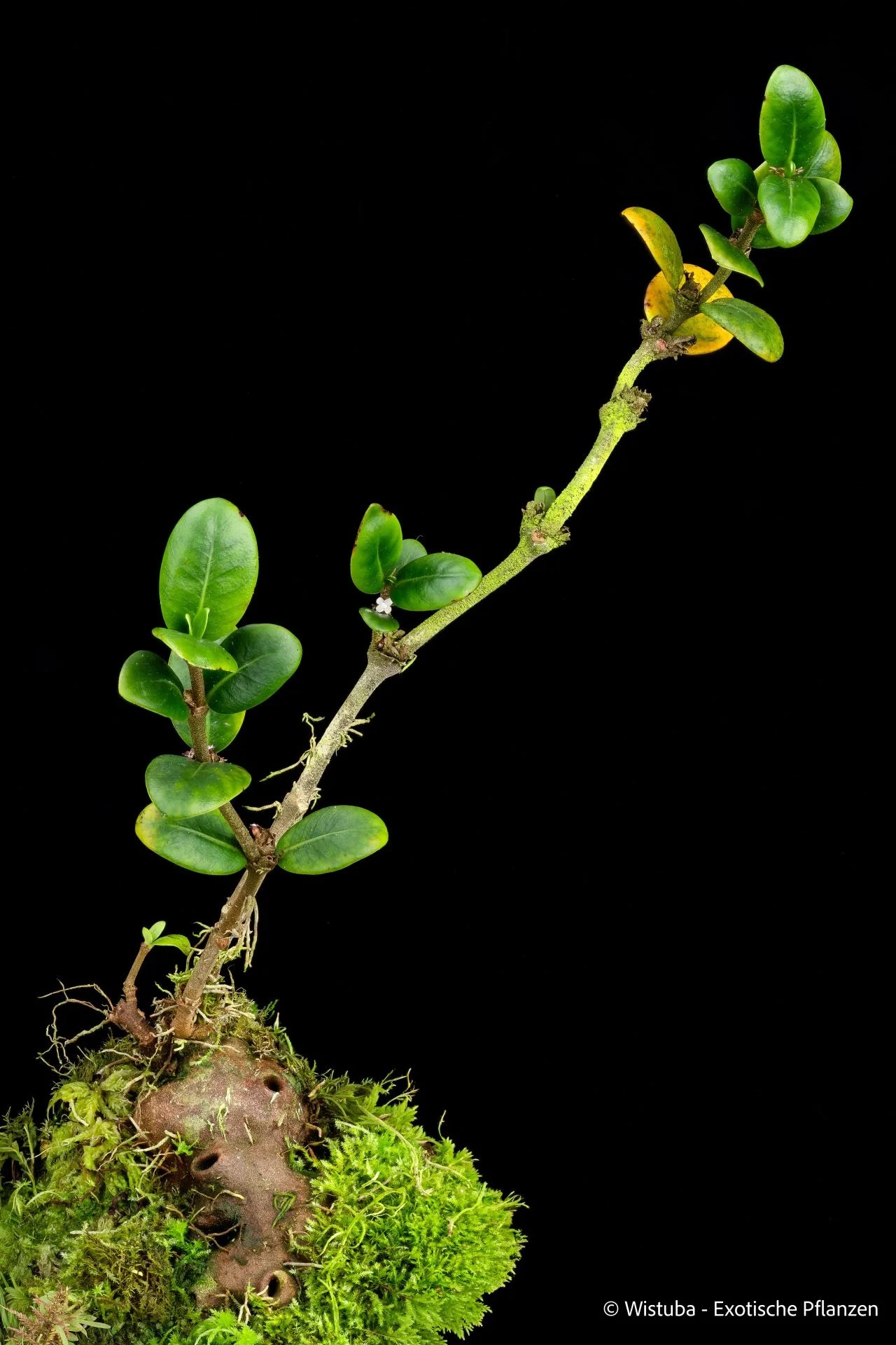 Hydnophytum cf. hailans (Mt Kaindi, PNG) 大森食虫植物農園