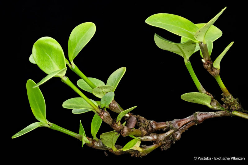 Hydnophytum cf. petiolatum (heavily thickened nodes, unknown origin) 大森食虫植物農園