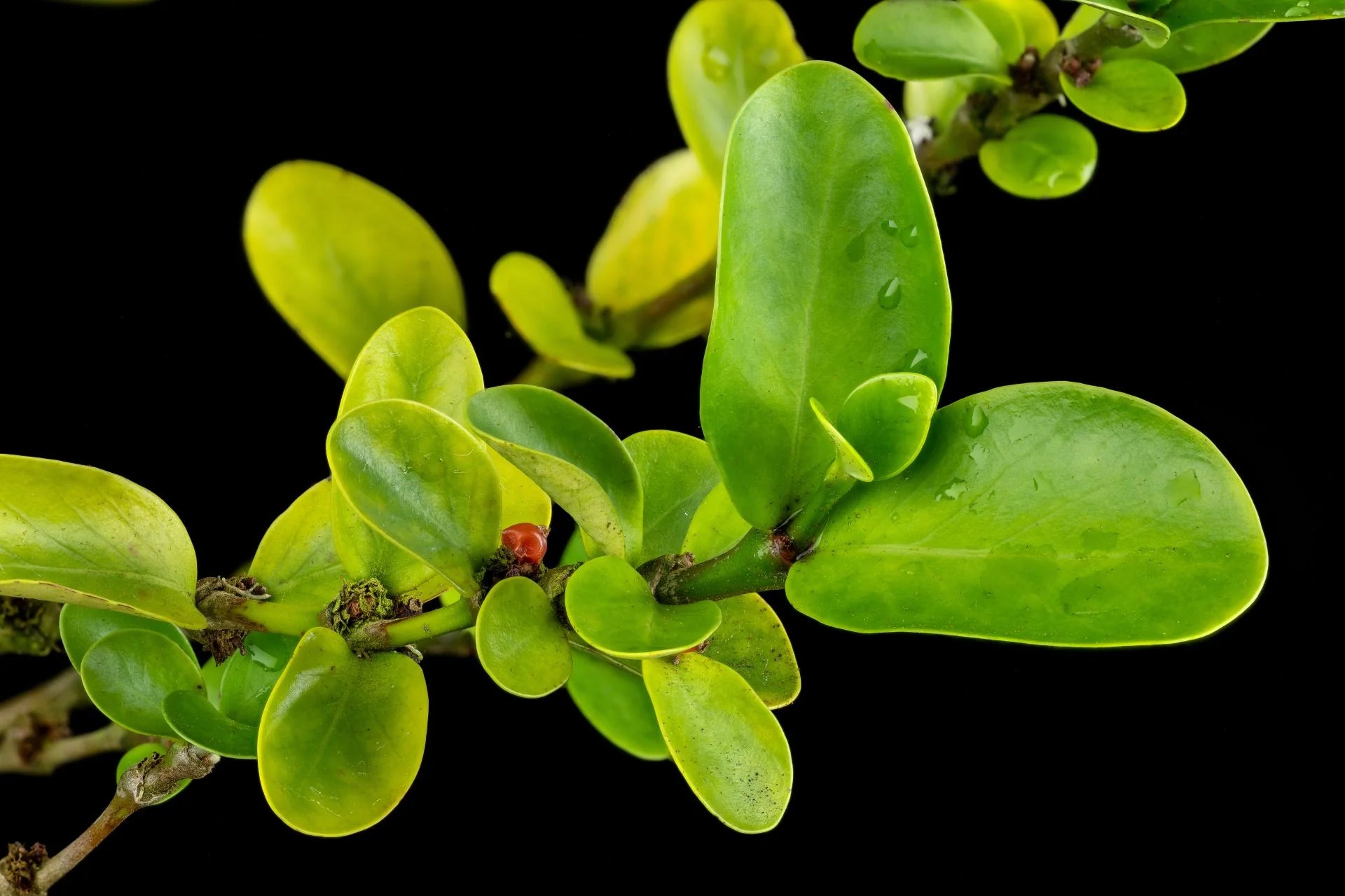 Hydnophytum cf. petiolatum (heavily thickened nodes, unknown origin) 大森食虫植物農園