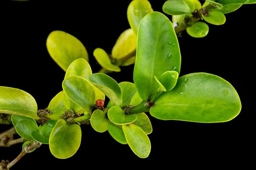 Hydnophytum cf. petiolatum (heavily thickened nodes, unknown origin) 大森食虫植物農園