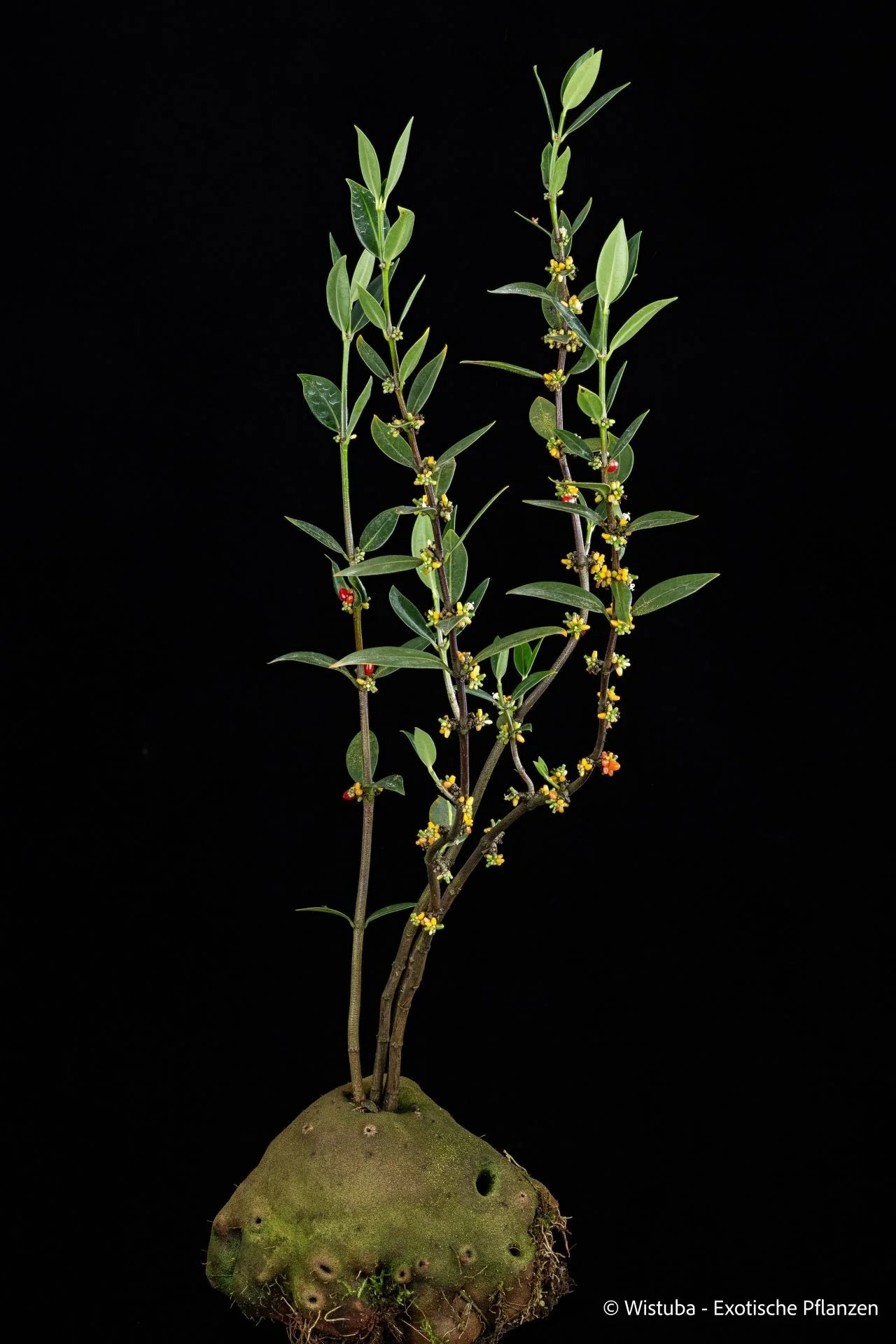 Hydnophytum dentrecastense (Normanby Island, PNG) 大森食虫植物農園