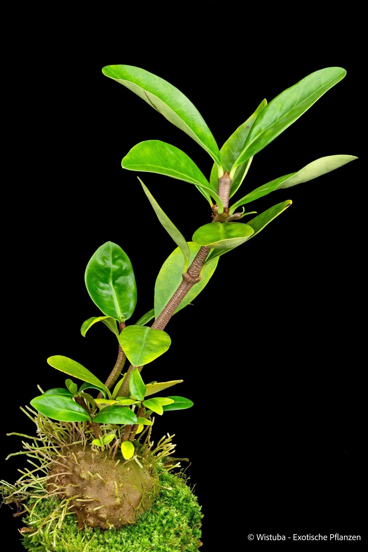 Hydnophytum ferrugineum (Australia) 大森食虫植物農園