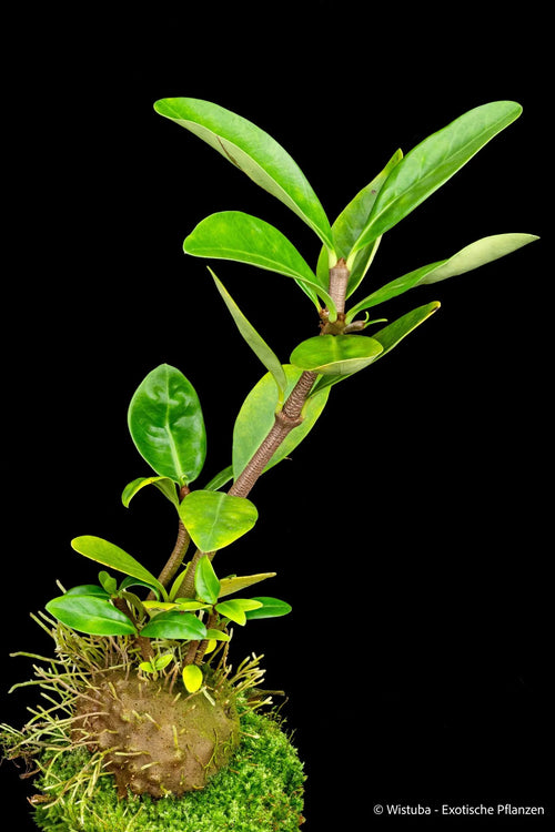 Hydnophytum ferrugineum (Australia) 大森食虫植物農園
