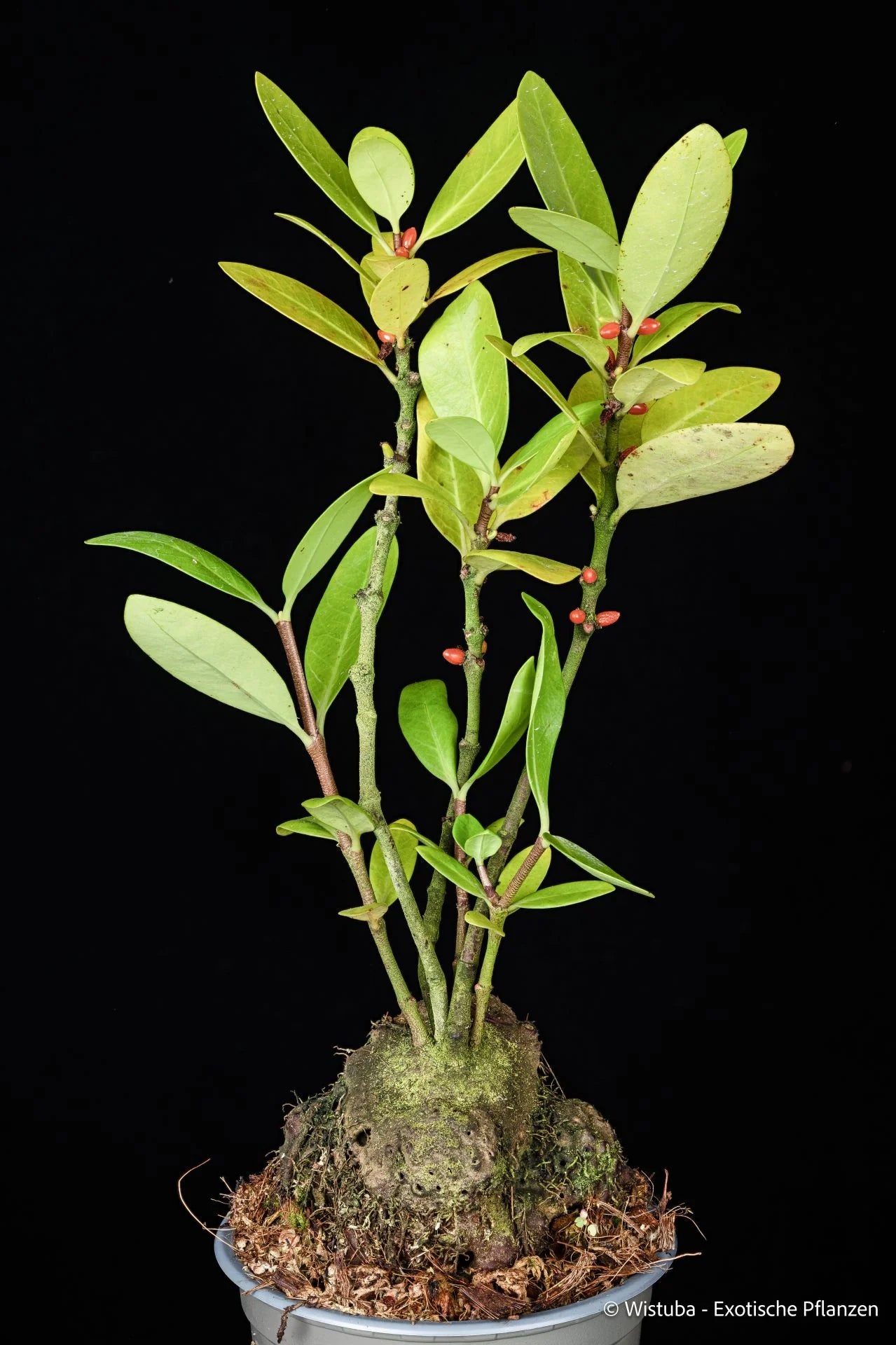 Hydnophytum formicarum (Kapuas Hulu, Kalimantan) 大森食虫植物農園