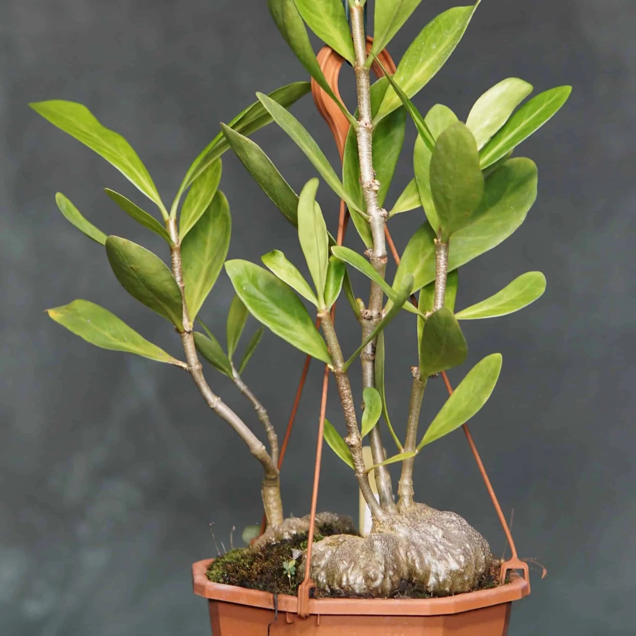 Hydnophytum formicarum, ca. 15-20 cm 大森食虫植物農園