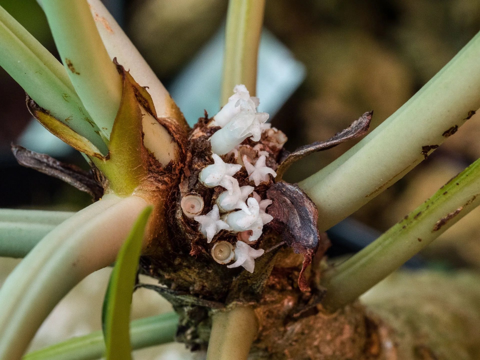 Hydnophytum mamberamoense (or related species - possibly new genus) 大森食虫植物農園