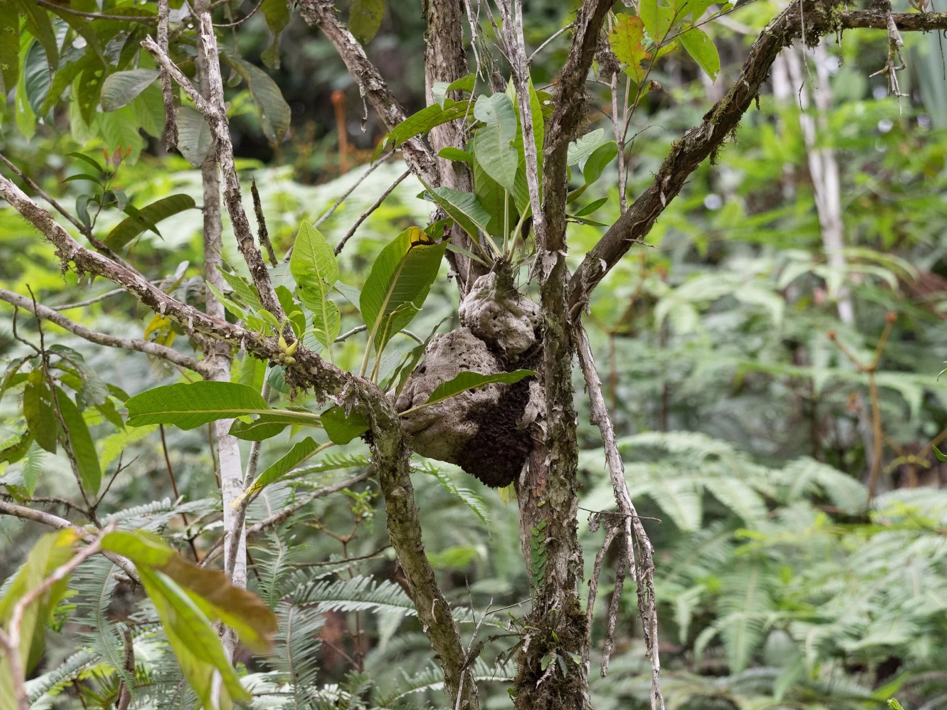 Hydnophytum mamberamoense (or related species - possibly new genus) 大森食虫植物農園
