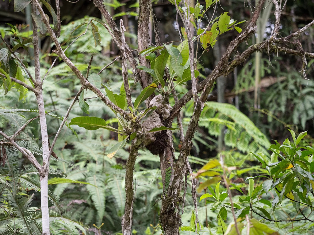 Hydnophytum mamberamoense (or related species - possibly new genus) 大森食虫植物農園
