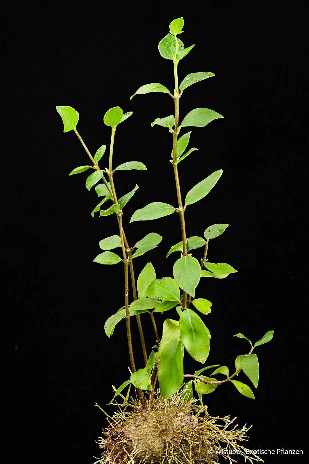 Hydnophytum moseleyanum Type 1 (Wasior, Irian Jaya) 大森食虫植物農園