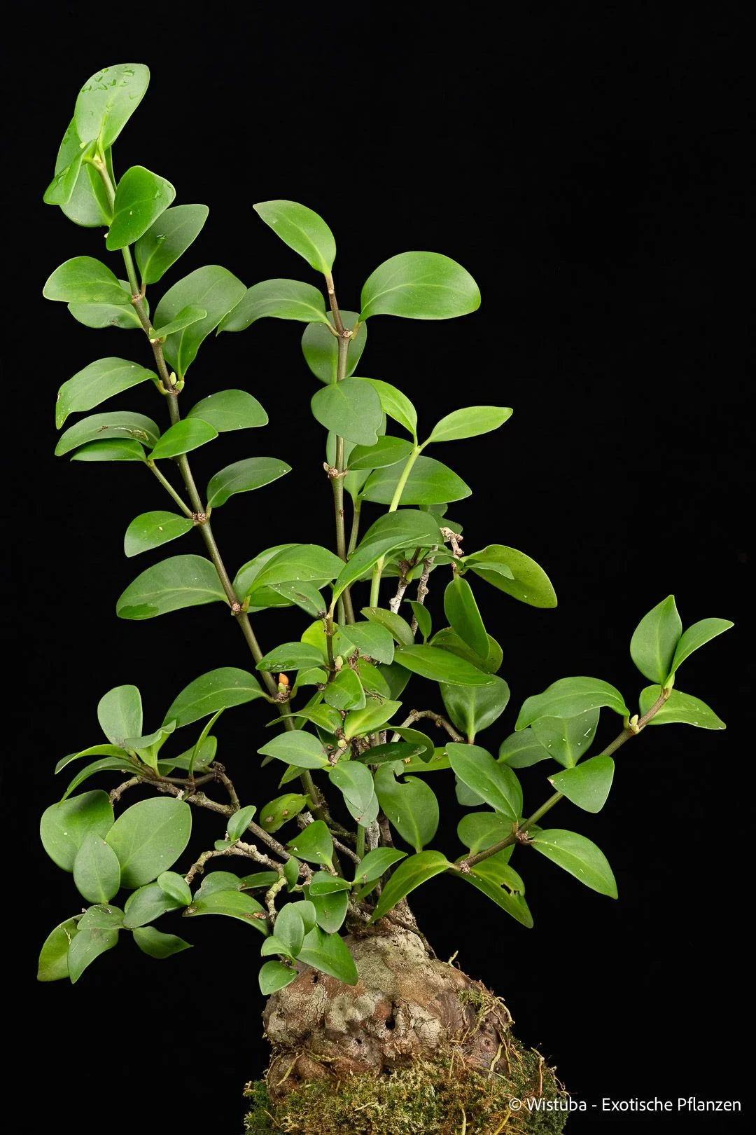 Hydnophytum moseleyanum Type 2 (Wasior, Irian Jaya) 大森食虫植物農園