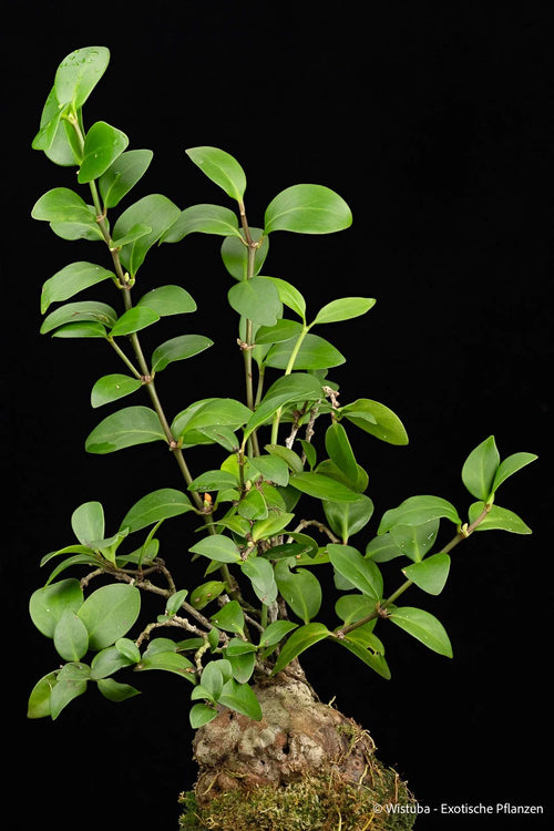 Hydnophytum moseleyanum Type 2 (Wasior, Irian Jaya) 大森食虫植物農園