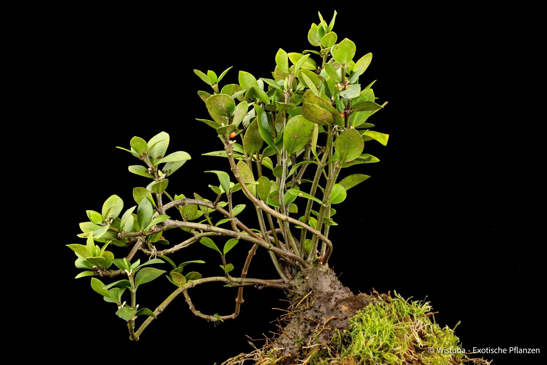 Hydnophytum moseleyanum (Klain village, Aimas, Irian Jaya) 大森食虫植物農園