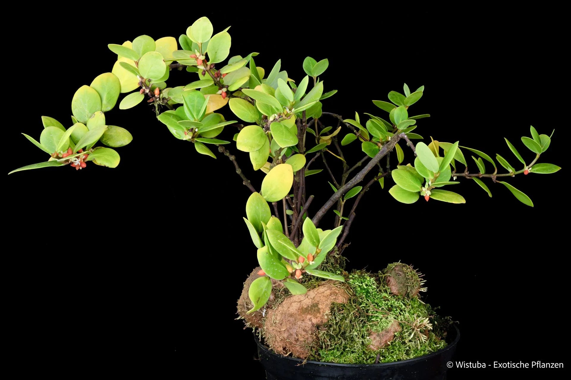 Hydnophytum moseleyanum (Sorong, Irian Jaya) 大森食虫植物農園