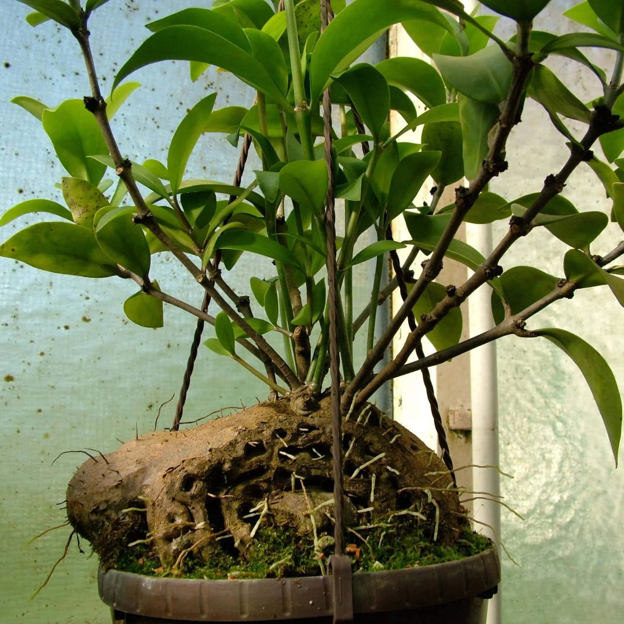Hydnophytum moseleyanum, ca. 10 cm 大森食虫植物農園