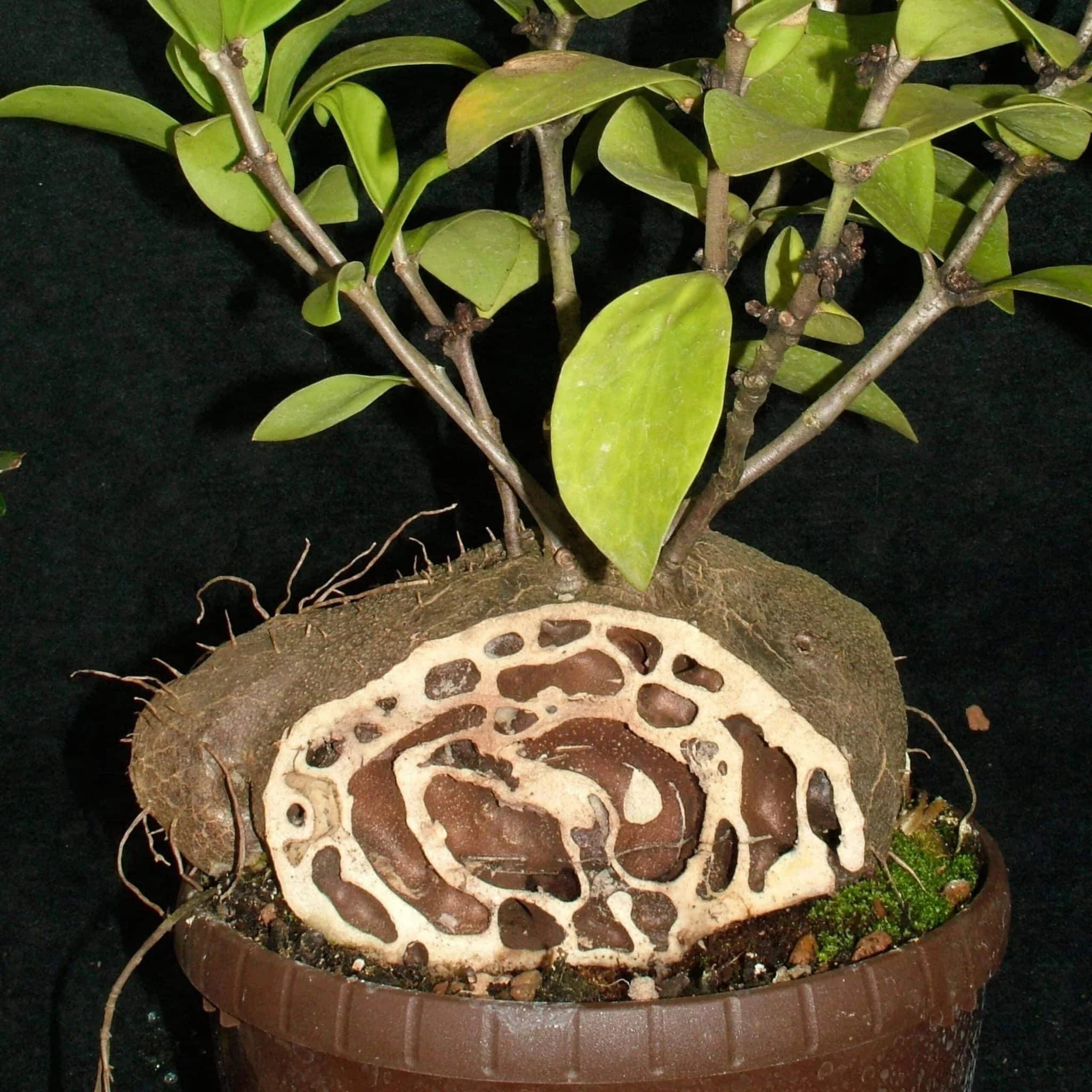 Hydnophytum moseleyanum, ca. 10 cm 大森食虫植物農園