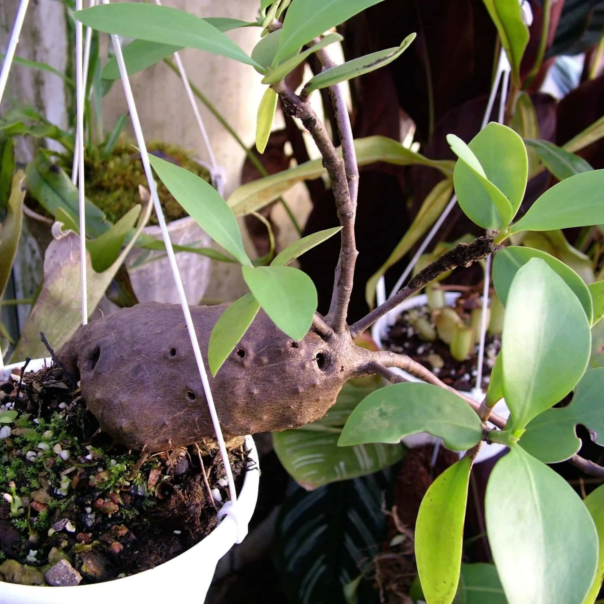 Hydnophytum moseleyanum, ca. 10 cm 大森食虫植物農園