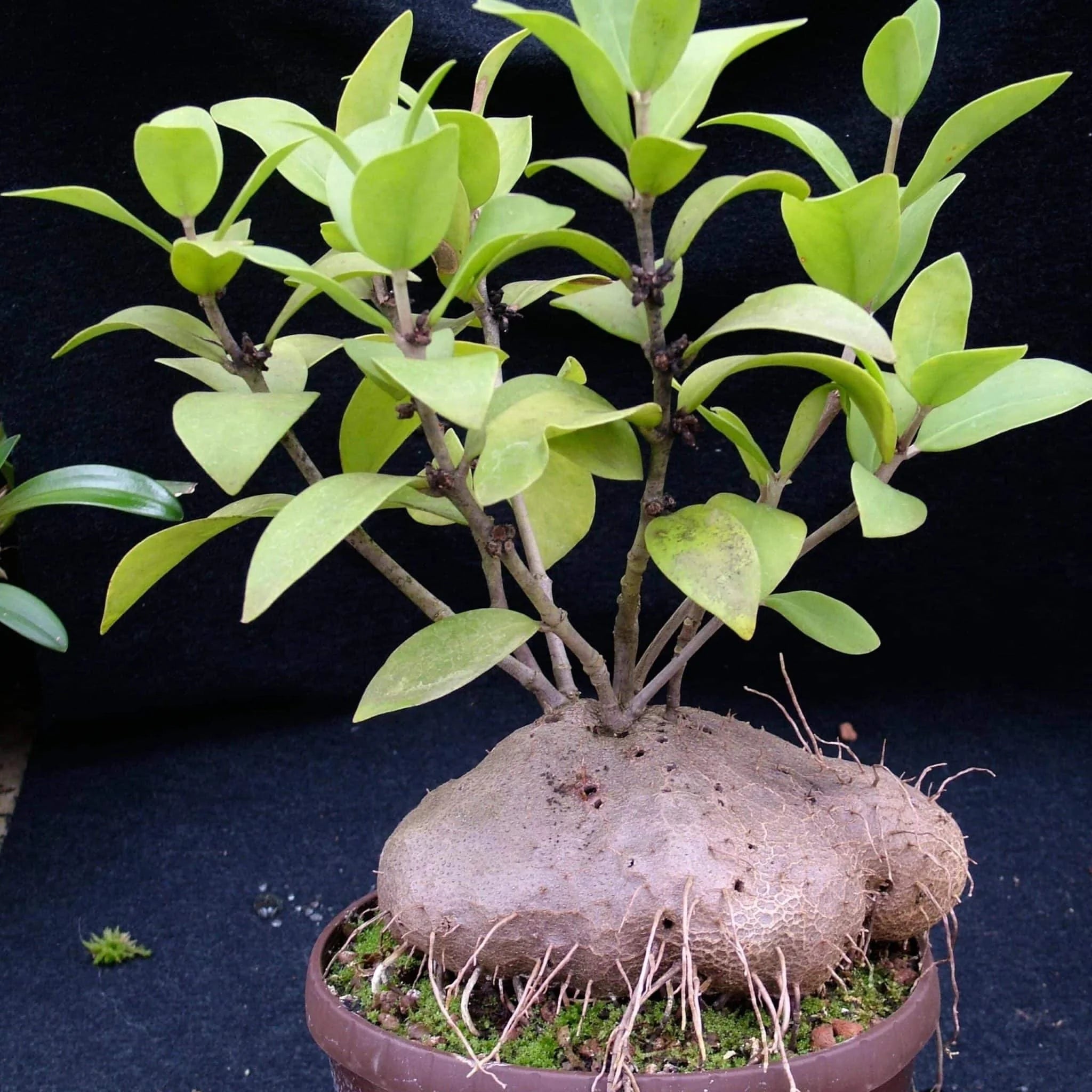 Hydnophytum moseleyanum, ca. 10 cm 大森食虫植物農園